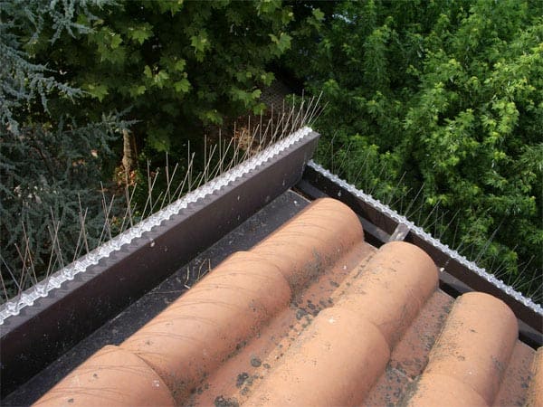 Dissuasori meccanici - Ecobirds® - Installatori Autorizzati Allontanamento Volatili