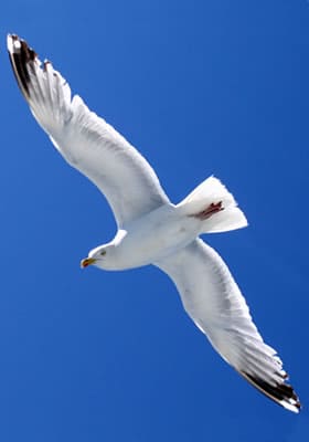 Problema Gabbiani - Volatili molesti - Ecobirds® - Installatori Autorizzati Allontanamento Volatili